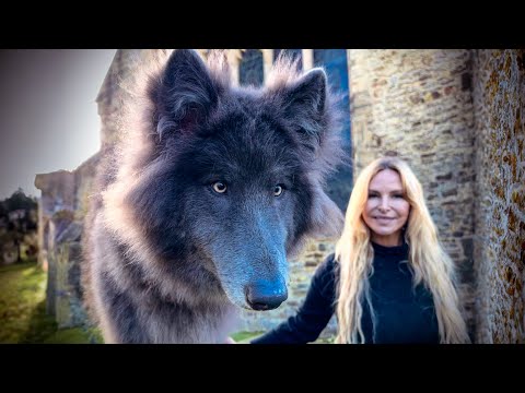 THE GIANT BLUE WOLF - Grown up & HUGE!