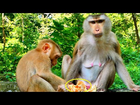 Wow../// Pregnant Monkey Libby & Tiny LEO tries to eating coconut, Looks very delicious.