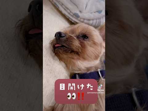 お昼寝中をコッソリ撮影🐶💕