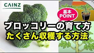 ブロッコリーの育て方｜立派なブロッコリーを育てよう！【カインズ野菜栽培 】