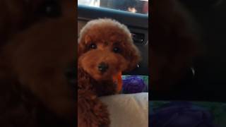 Toy poodle|Tiggy|Trending puppy|Pet Lover|Nangurama erankura|Tea Cup  |German puppy @AparnaKrish