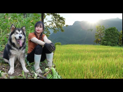 Harvest rice and harvest taro to sell. Peaceful life