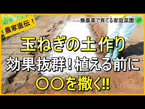 【玉ねぎ栽培】土作りが肝心！コレを撒けば病気に強くなります【有機農家直伝！無農薬で育てる家庭菜園】　24/9/14