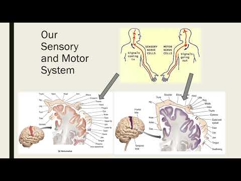 Class 7 - Motor Development - Lifespan Development Recording