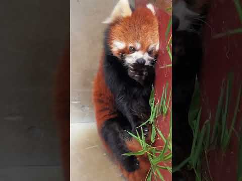 Lulu the Red Panda funny animal short video entertainment #3