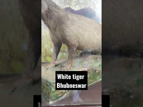 white tiger zoo  Nandan kanan Bhubneswar short video