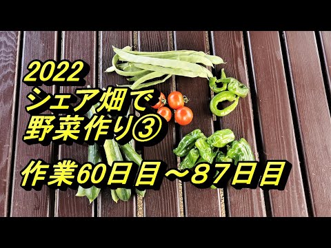 2022シェア畑で野菜作り③作業60日目～87日目