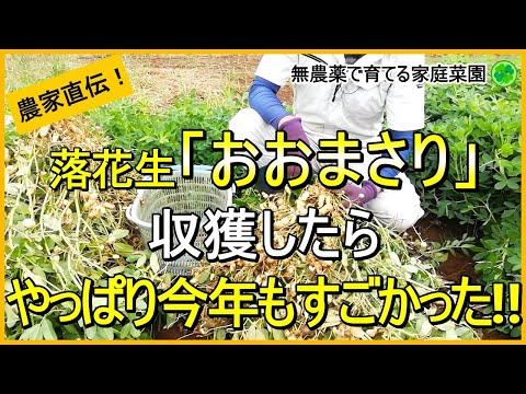 【落花生栽培】おおまさりの収穫と収穫後にやるべきこと【有機農家直伝！無農薬で育てる家庭菜園】　24/10/1