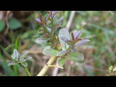 盆栽柠檬树这样剪一剪，有利于它新芽，后期结果更多