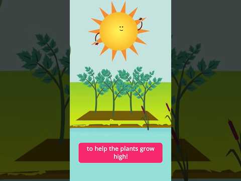 The sun helps to grow plants for us to eat! #educationalsongs #scienceforkids