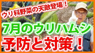 家庭菜園や農園のウリ科野菜栽培でウリハムシ対策の秘訣！7月のウリハムシ撃退のコツとウリ科野菜の育て方！【農家直伝】