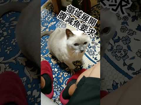 【領域展開キャット】おねだりテトちゃん　#shorts #ねこ　#領域展開