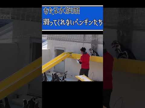 【おたる水族館】滑ってくれないペンギンたち