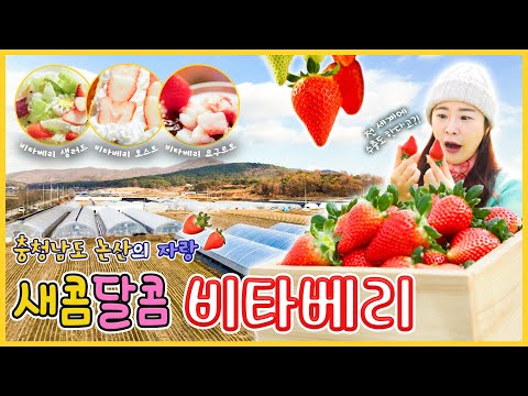 새콤달콤한 유혹! 비타베리가 떴다 - 충남 논산 [6시N내고향] / KBS 방송