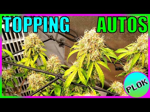 Can You Top Auto-flowers? Lets Find Out! - AT Experiment Week 7/8: Nearing The End!