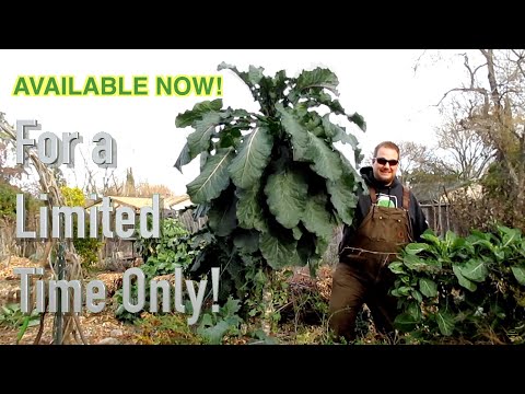 Dan's Perennial Tree Collard / Tree Kale Seeds Available NOW!