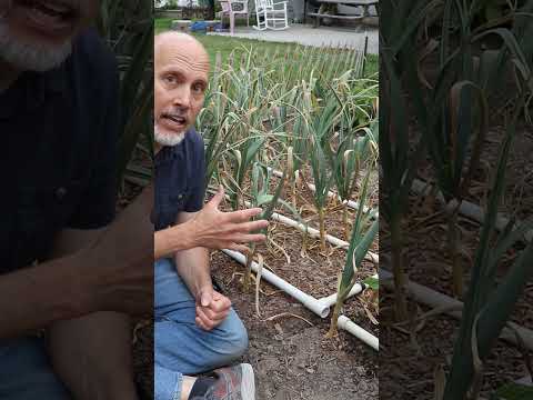 When Should You Harvest Your Garlic? Your Plants Will Tell You!