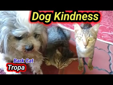 "The Dog Who Showed Kindness"