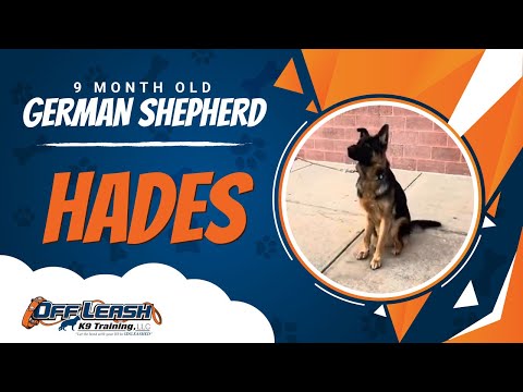 GSD, 9 Month Old, Hades | Two Week BNT| Best Dog Trainers Northern VA |  Off Leash K9