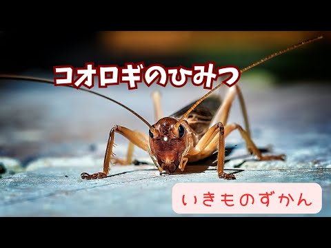 【いきものずかん】コオロギのひみつ