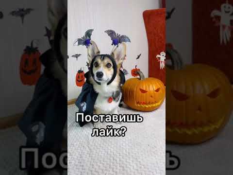 СМЕШНЫЕ ВИДЕО С ЖИВОТНЫМИ