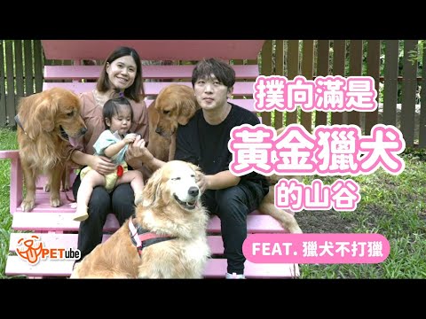 撲向滿是黃金獵犬的山谷Feat. 獵犬不打獵【編走編看】｜ #哈寵PETube 第254集