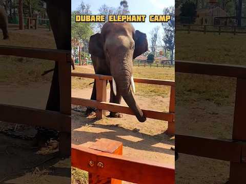 Glimpse Of Elephant Camp #shorts #youtubeshorts #trending