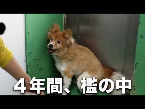 【噛まれた】飼育崩壊で4年間も檻に入れられていた犬に会いに大阪へ