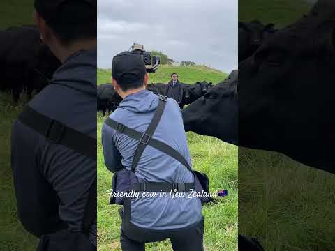 🇳🇿ニュージーランドは牛さんまでフレンドリー｜撮影コーディネートの仕事｜ Friendly New Zealand cow😂🐄　#shorts #ニュージーランド #動物