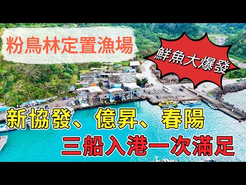 粉鳥林漁港～定置網鮮魚大爆發～（新協發、億昇、春陽）三船入港一次滿足～113/11/25下午場