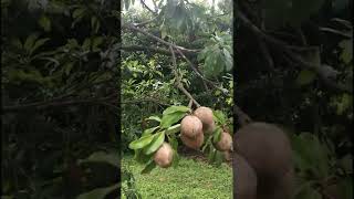 Sapodilla Fruit