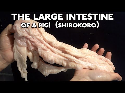 What's Shirokoro..? It's the large intestine of a pig!