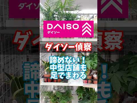 【ダイソー偵察】ふらりと、立ち寄った中型店で。 #観葉植物 #ダイソー #houseplants #daiso #観葉植物のある暮らし