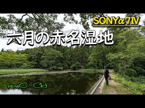 SONYα7Ⅳ【六月の赤名湿地】