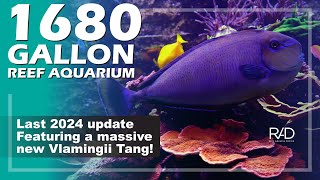 OUR 1680 GALLON SHOWROOM REEF AQUARIUM LAST UPDATE OF 2024. FEATURING OUR NEW MASSIVE VLAMINGII TANG