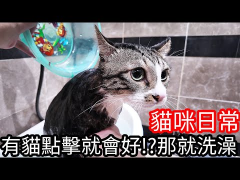 【阿金生活】貓咪日常#10 有貓點擊就會好!?好吧!!那就洗澡吧!!