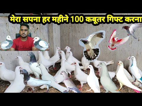 Hamara Sapna Har Mahine Apko 100 kabutar Aise hi de Dena