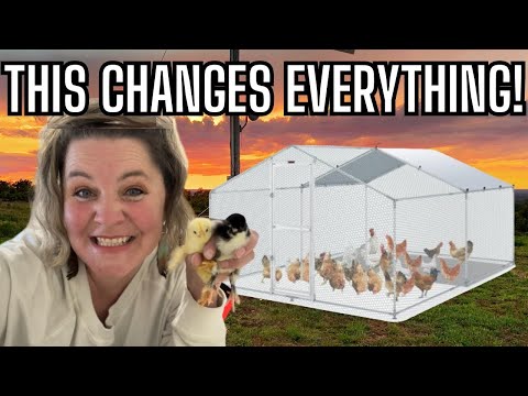 They Grow So Fast! Amazon Large Metal Chicken Coop Run Assembly | Start to Finish | Honest Review