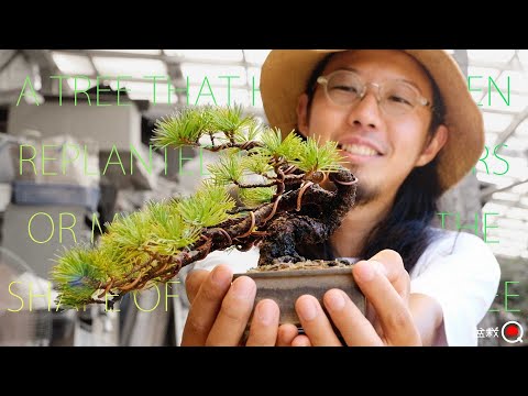 A tree that has not been replanted for five years or more. [Bonsai Q]