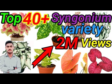 40 + Syngonium Plant Variety Identification ! Arrowhead Varieties! Rare Syngonium Plants