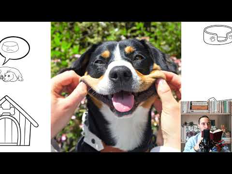 Entlebucher Sennenhund. Pros and Cons, Price, How to choose, Facts, Care, History