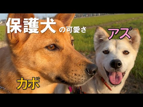 【保護犬の可愛いさ】小さくて可愛いカボとアズがお泊り。アズは２回目で少しは慣れたかも