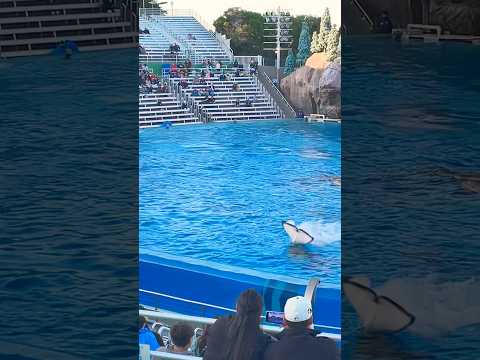 🐳 Orca Encounter | SeaWorld San Diego #shorts