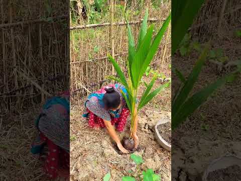 আব্বু আর চাচ্চুর সঙ্গে আমিও আজ জমিতে গাছ লাগালাম 😊 #shorts #youtubeshorts #shortsvideo