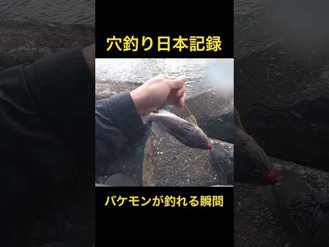 穴釣りで日本記録級超巨大魚を釣り上げる奇跡の瞬間！#shorts