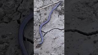 small snake | black snake baby #birdsandanimalshouse #shortsvideo #viral #trending#snake #snakevideo