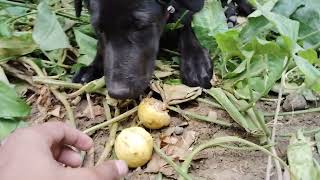 Labrador dog day first    #chiku #labrador #doglover #chikulabradordog #trending #dogvideo #doglove