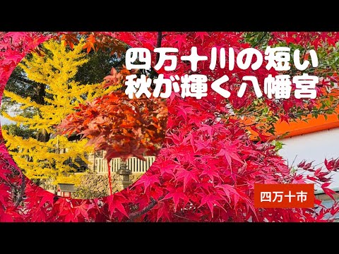 四万十川の短い秋に輝く紅葉！不破八幡宮