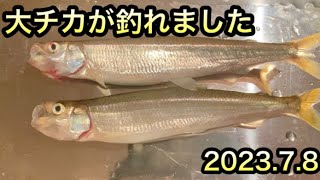 大チカが釣れました#チカ #網走