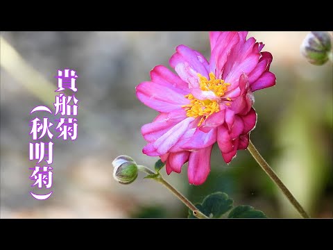 山野草・秋編#97　キブネギク（シュウメイギク）